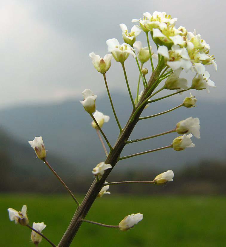 ridotte ad un unico fiore, terminali o