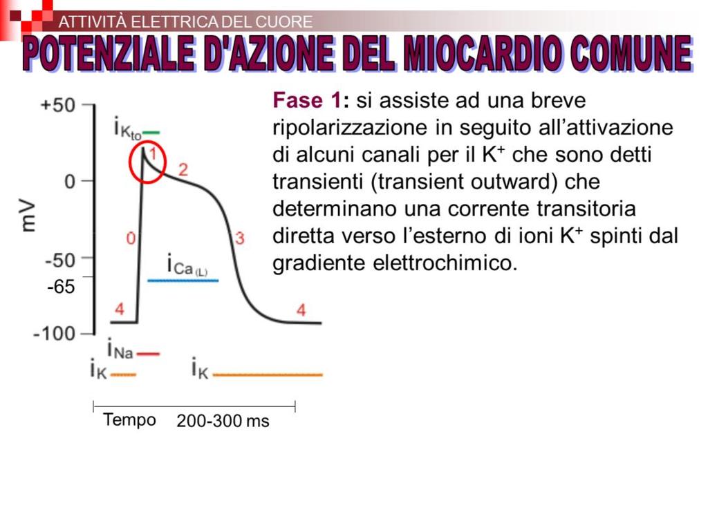 Fase 1: a questo punto si assiste ad una breve ripolarizzazione in seguito all attivazione di alcuni canali per il K+ che sono detti transienti che determinano una corrente transitoria diretta verso