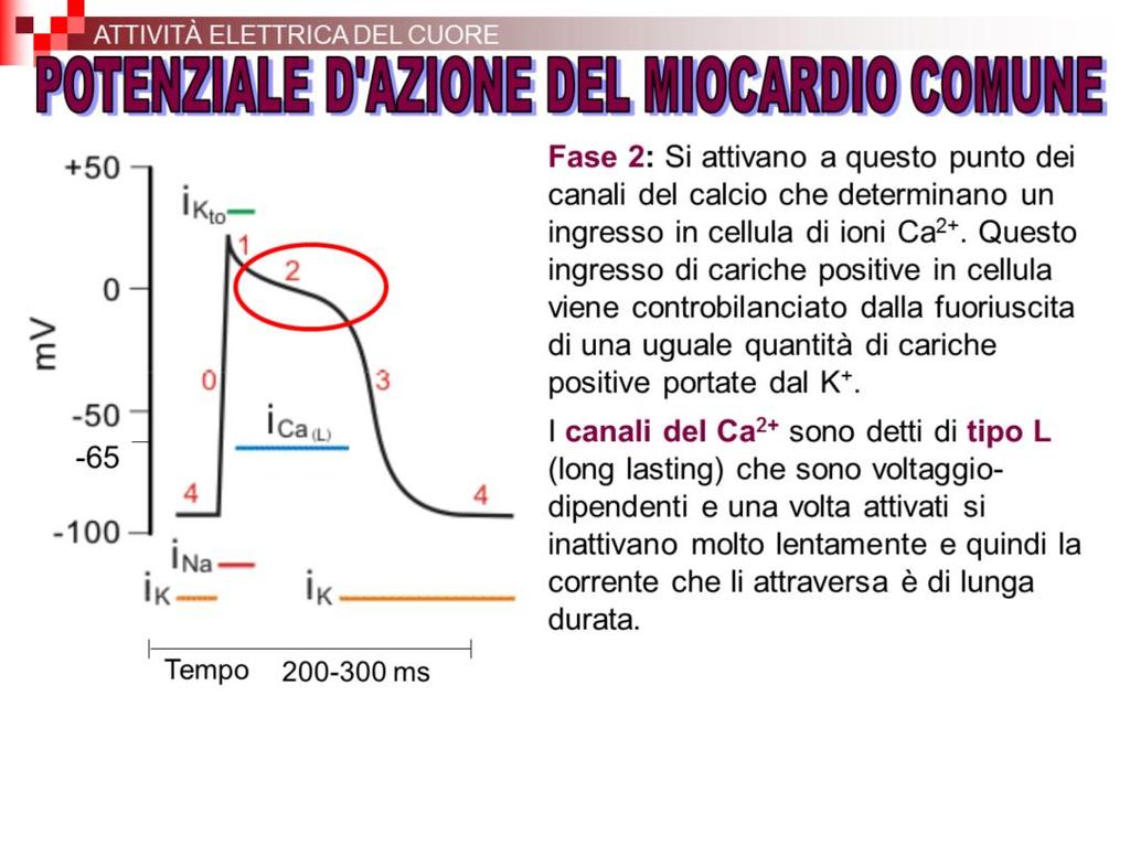 Fase 2: si ha un plateau del potenziale d azione e i protagonisti di questa fase sono gli ioni Ca2+.