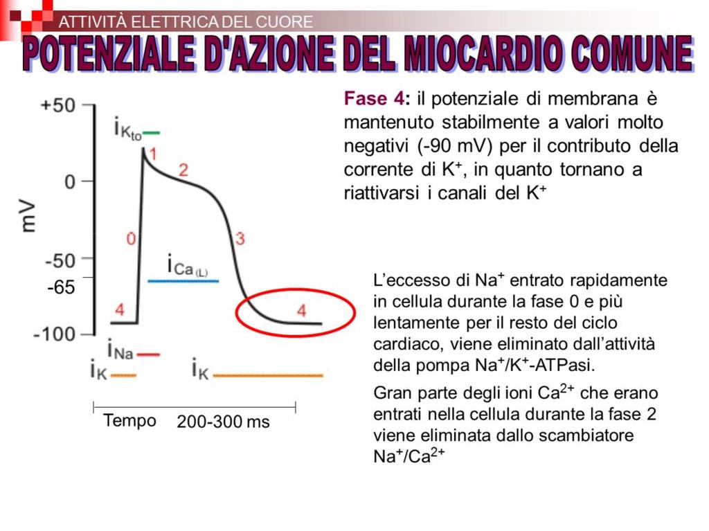 L eccesso di Na+ entrato rapidamente in cellula durante la fase 0 e più lentamente per il resto del ciclo cardiaco, viene eliminato dall attività