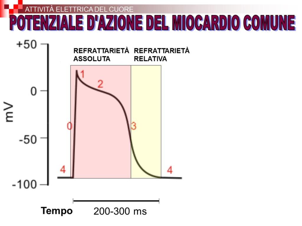 Il tetano non può verificarsi a livello del miocardio perché il periodo refrattario DURA MOLTO A LUNGO Il periodo refrattario assoluto va dall inizio della depolarizzazione fino al momento in cui la