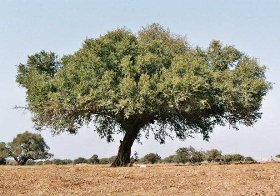 L'ALBERO DELL'ARGAN L'albero marocchino dell'argan è importante per la preservazione dell'ecosistema; anche in questo caso la lavorazione dei semi per ottenere l'olio è lunga e faticosa.
