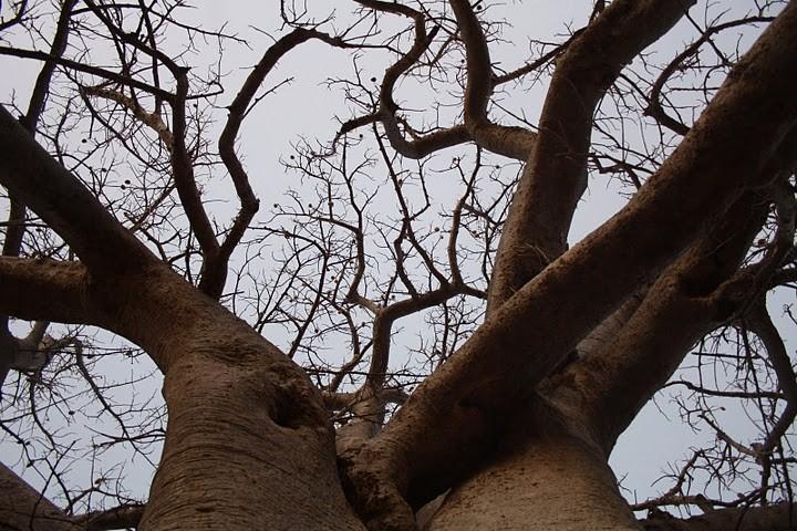L'ALBERO DEL BAOBAB Il baobab viene usato in ogni sua parte; in particolare, la cosmesi ne usa l'olio, ricavato dai semi (occorrono 20 kg di