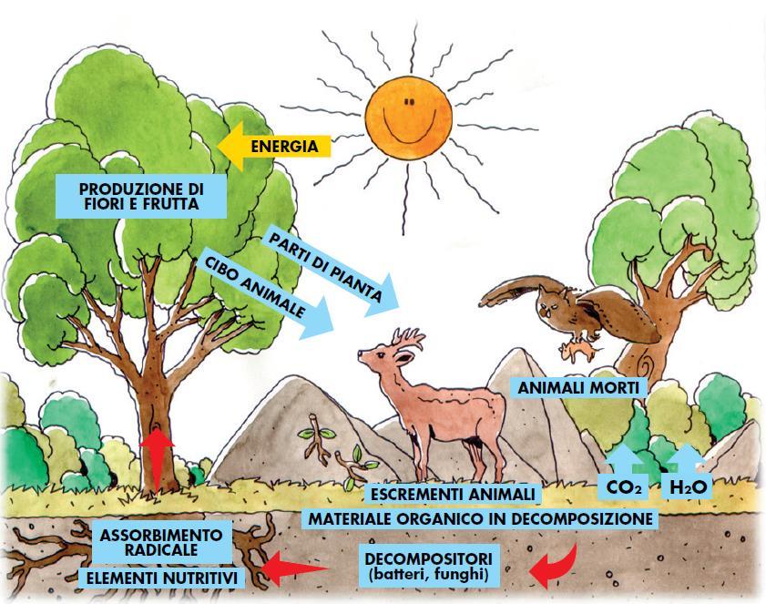 Il compostaggio domestico la prima buona pratica per ridurre i rifiuti IN NATURA NON ESISTONO RIFIUTI In natura la sostanza organica prodotta e non più utile alla vita (foglie secche, rami, spoglie