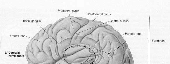 Mirror neurons neuroni specchio http://www.youtube.com/watch?