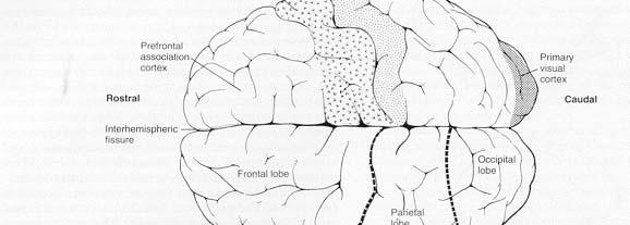 lobe. Cintura di