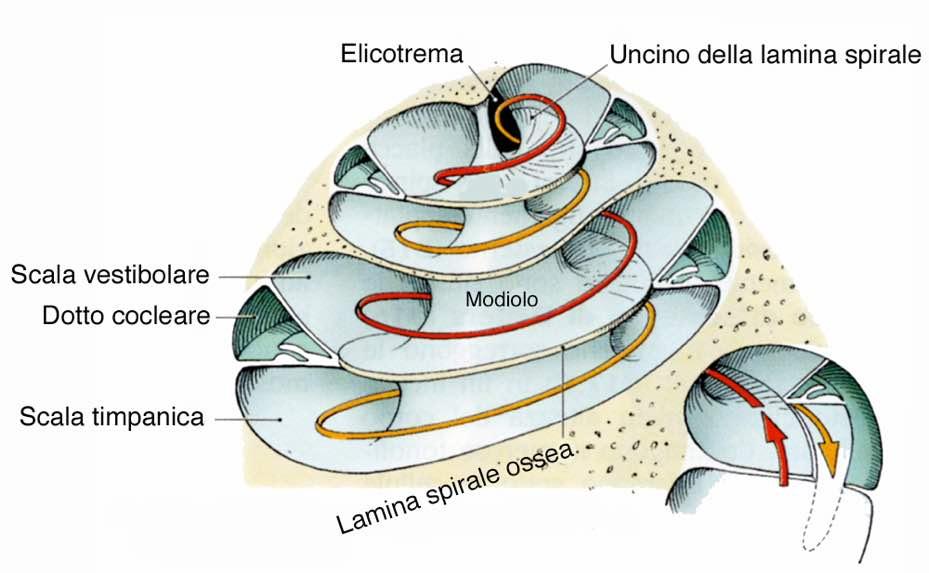 Immagine tratta da: Anatomia Umana-Atlante tascabile-neuroanatomia e