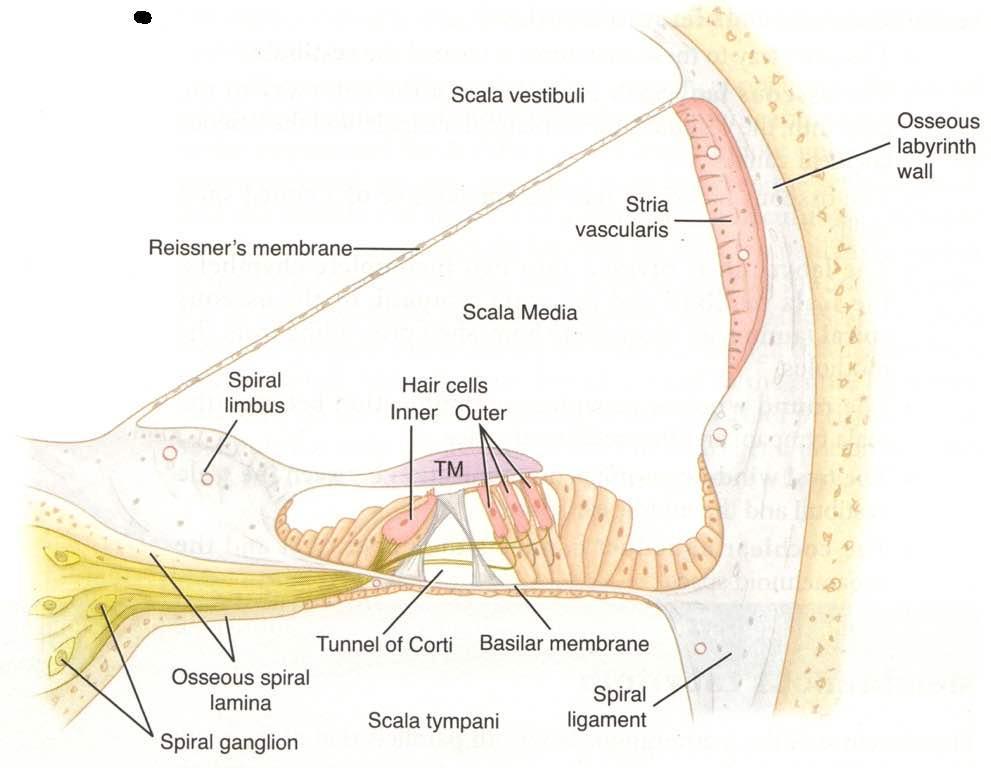 Anatomy and Physiology of Speech, Language and