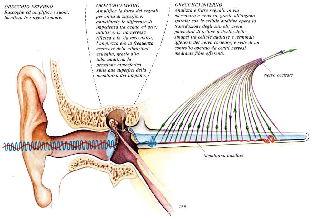 Immagine tratta da: Anatomia del