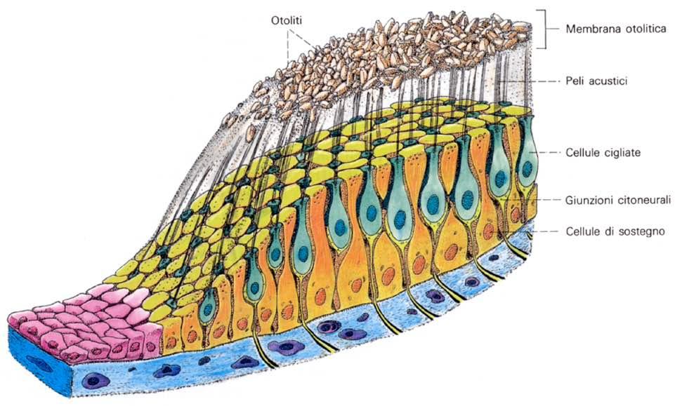 Immagine tratta da: Anatomia Umana,