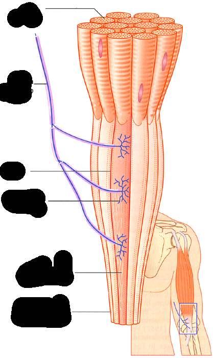 Immagine tratta da: Neuroanatomia, Fitzgerald,