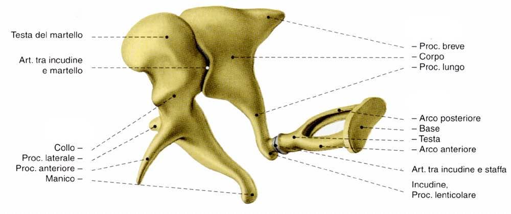 Catena degli ossicini Incudine Staffa Martello Immagine tratta da: