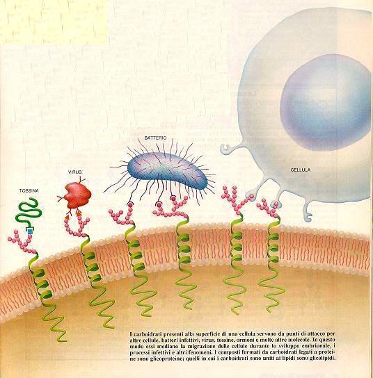 Ruolo delle glicoproteine come mediatrici di diversi processi biologici, es.: comunicazione cellulare riconoscimento cellcellula migrazione cellulare infezione Es.