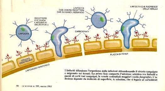 bianchi durante l infezione Le membrane mediano processi di comunicazione cellulare, spesso attraverso glicoproteine in modi diversi in rapporto al raggio di azione (a breve