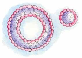 trasduzione di segnali chimici: scambio di informazioni 4) Funzioni di membrane specializzate (es. quella nucleare, mitocondriale, del Golgi e RER, delle vescicole, dei lisosomi ecc.