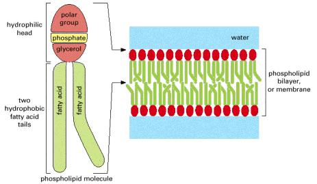 Orientamento dei fosfolipidi nelle membrane biologiche