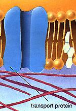 B) Le membrane sono MOSAICI strutturali e funzionali Le proteine
