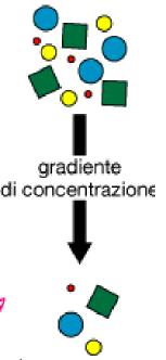 Diffusione facilitata: Trasporto passivo Tutte le proteine canale e molte (non tutte) proteine trasportatrici permettono ai