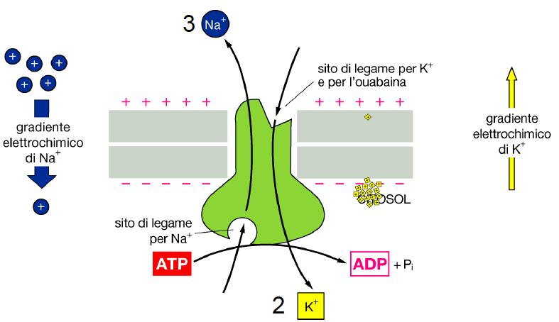 La pompa Na + /K + Questa proteina trasportatrice pompa attivamente Na + fuori dalla cellula e K + dentro la cellula contro i loro gradienti elettrochimici.