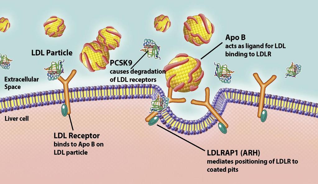 Major Molecular Causes of Familial Hypercholesterolemia PCSK9 (Pro-protein convertase