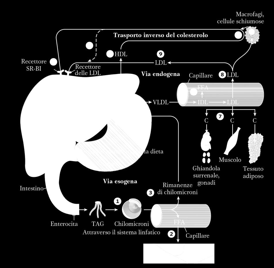 Trasporto del colesterolo: Via esogena: