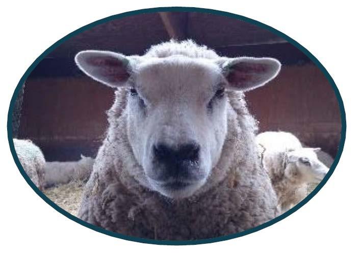 Clima freddo Evitare lo stress da freddo e il vento gelido, in particolar modo per pecore appena tosate e agnelli. Mantenere una ventilazione sufficiente.