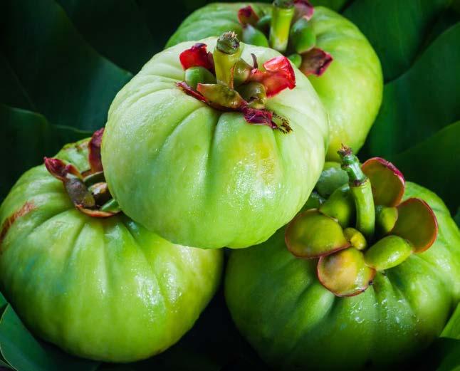 soluzioni idroalcoliche GARCINIA 3F Garcinia cambogia L estratto idroalcolico di GARCINIA è