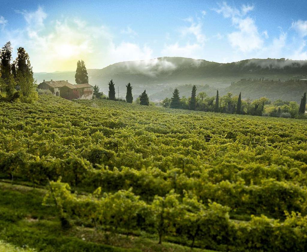 La Mission di Masi A partire dal 1700, Masi produce vini di pregio delle Venezie, attraverso un attenta cura della propria terra e dei propri vigneti.