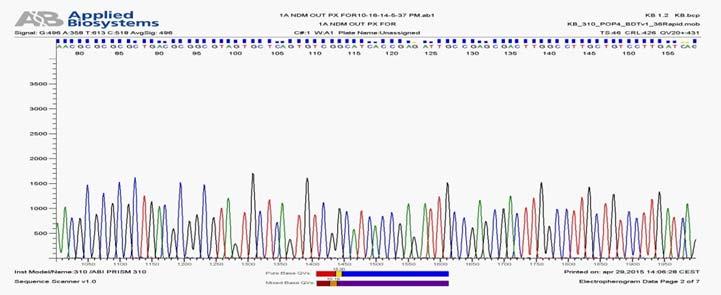 24 nuovi saggi PCR End-point PCR Multiplex PCR qpcr