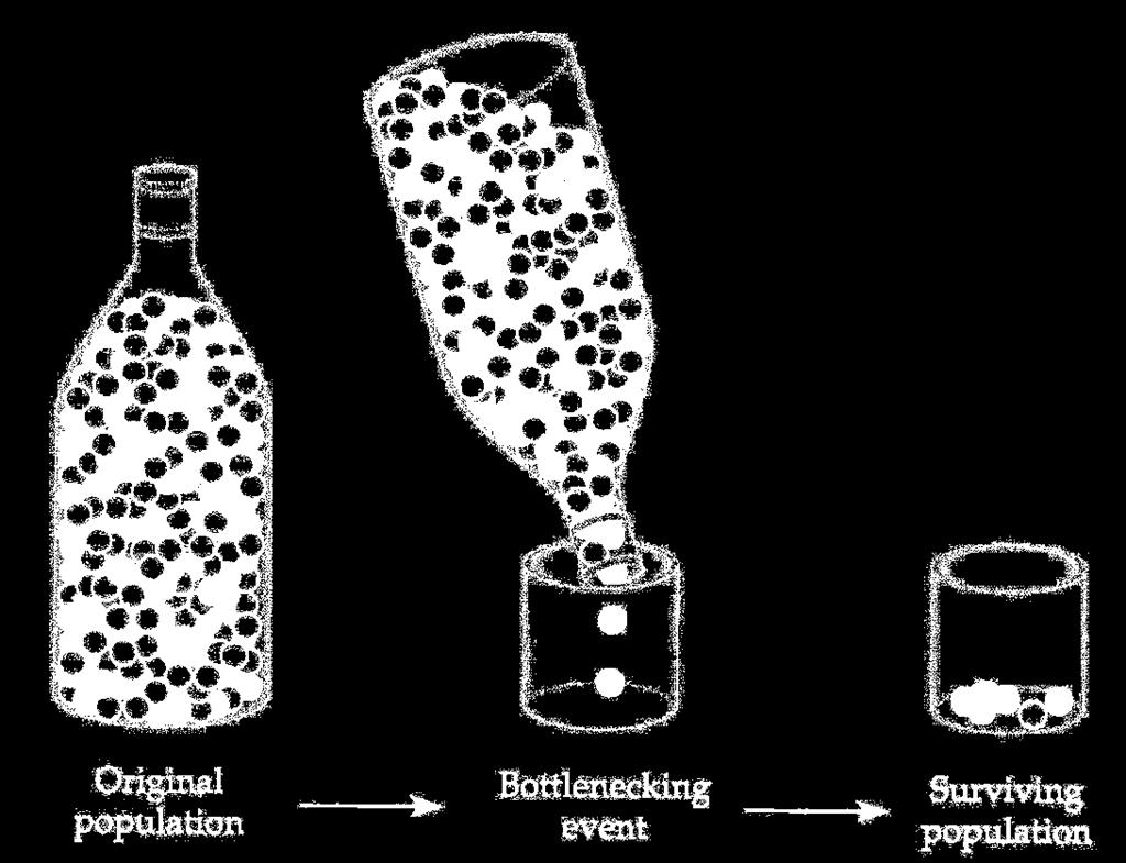Sia l effetto fondatore che i colli di bottiglia tendono a eliminare gli alleli meno frequenti, perpetuando