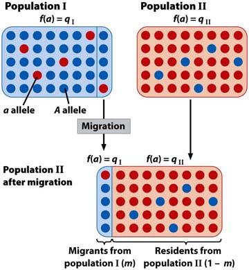 MIGRAZIONE La migrazione o flusso genico si ha quando individui di una popolazione si spostano in un altra popolazione Per avere un effetto genetico-evoluzionistico le due popolazione