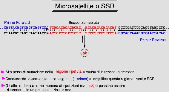 MICROSATELLITI Ampia distribuzione nel genoma caratterizzati da Elevato numero di alleli Alti livelli di eterozigosità Trasmissione mendeliana Sono