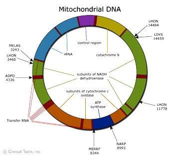 DNA mitocondriale