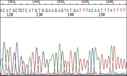 PCR sequenziamento