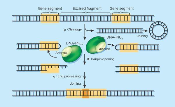 DNA-repair machinery Taglio preciso DNA in RSS Signal joint Struttura hairpin protegge coding segment