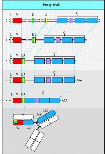 Successivi aminoacidi (96-108): joining o segmento J d unione Segmento D di