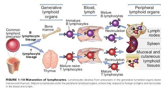 MATURAZIONE LINFOCITI RIARRANGIAMENTO GENI PER RECETTORI-ANTIGENE (Immunoglobuline/TCR) CAMBIAMENTO NELL ESPRESSIONE DI