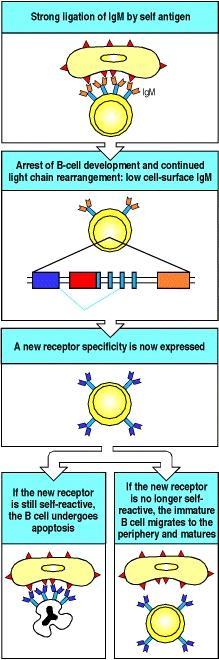 RECEPTOR EDITING La cellule B reattiva al self può riarrangiare