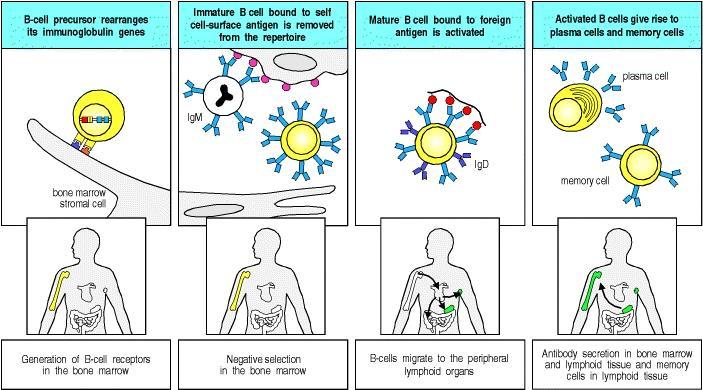 Linfocita B immaturo: esprime IgM di superficie (sigm) Se selezionato positivamente nel midollo: Migra nella milza dove