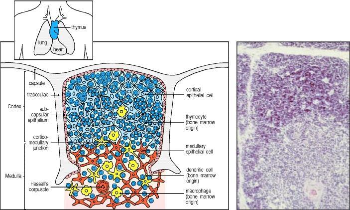 MATURAZIONE LINFOCITI T (Thymus-dependent cells) Precursori da midollo Attivati da stroma recettore Notch1: commissionati a cellule T Immaturi R E G I O N I