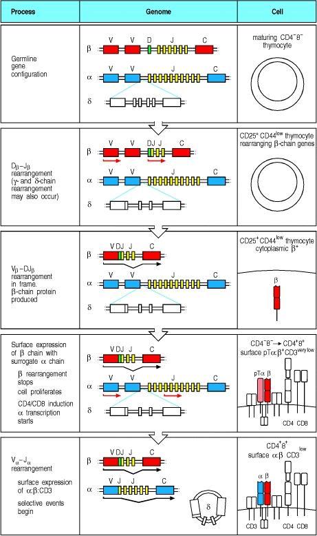 Figure 4-12 Segnali di