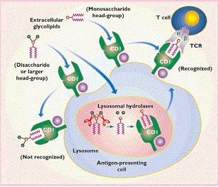 Mycobacterium