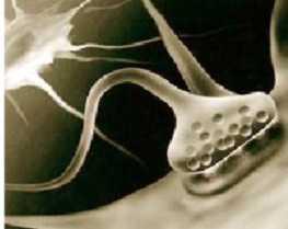 Apprendimento e plasticità sinaptica L apprendimento avviene senza modificazioni strutturali macroscopiche L apprendimento richiede modificazioni microscopiche a livello delle sinapsi