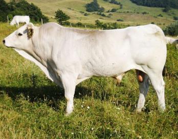 agricoltura innovativa, capace di valorizzare le eccellenze della filiera agro-alimentare italiana e di