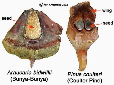 CUPRESSACEE 2 o più ovuli quasi sempre eretti sulle squame ovulifere e copritrici