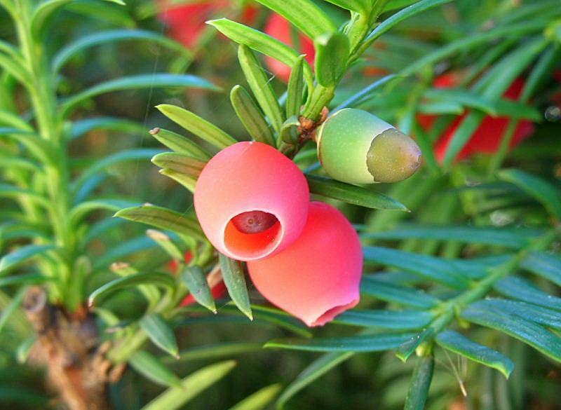 Durante la maturazione il cercine cresce intorno al seme assumendo la forma di una coppa carnosa, ARILLO, di sapore dolciastro e di colore rosso, che