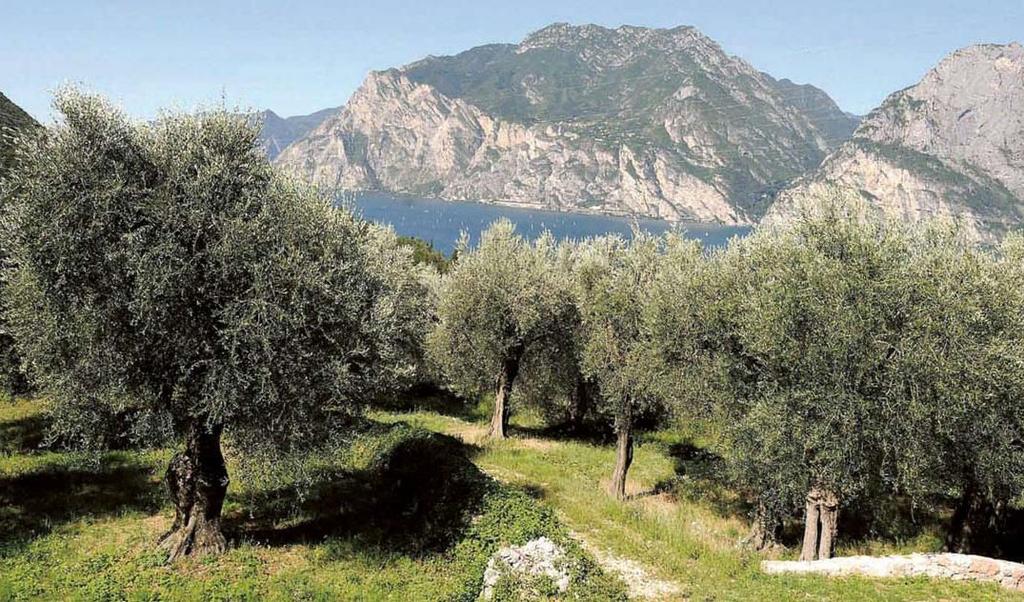L'area circostante il lago è una zona particolarmente vocata per la coltivazione della vite: Vini e olio extravergine d'oliva sono naturalmente prodotti in azienda: di particolare rilievo è il Brut