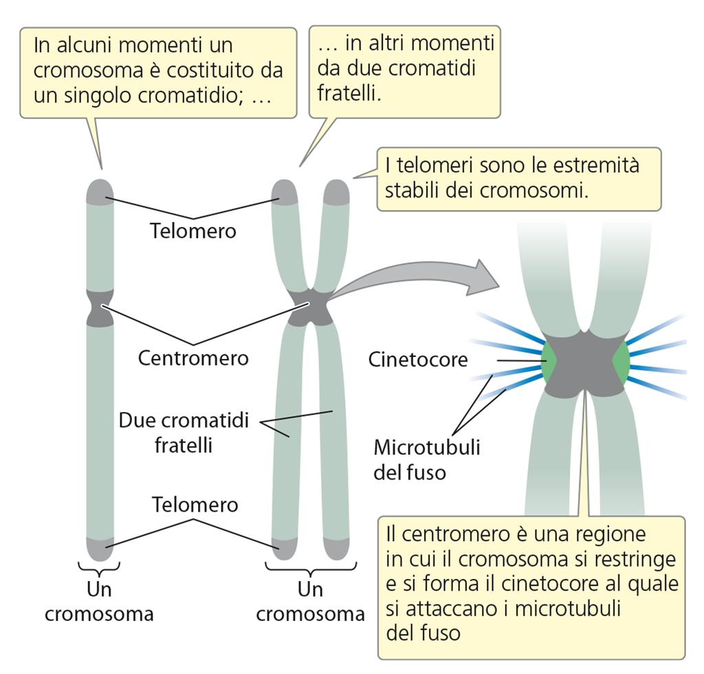 La struttura del cromosoma I telomeri costituiscono la regione terminale, cioè le estremità dei cromosomi lineari e le proteggono e stabilizzano nello stesso modo in cui un rivestimento di plastica