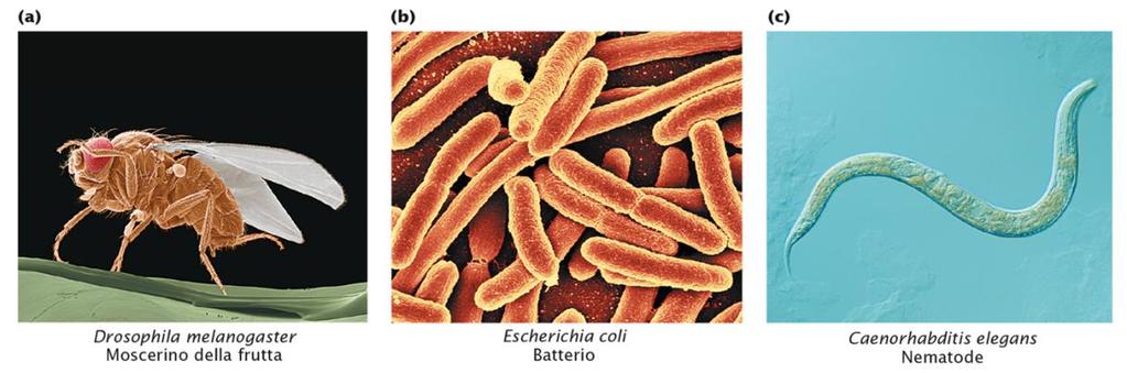 ORGANISMI MODELLO Alle nostre conoscenze in genetica hanno dato un contributo grandissimo alcuni organismi, chiamati organismi genetici modello, le cui caratteristiche li hanno resi particolarmente