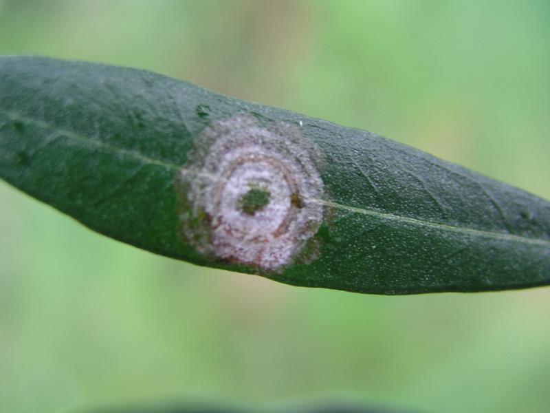Figura 3 e 4: classici sintomi di occhio di pavone. Nella fig. 4 si notino molteplici attacchi da parte del fungo. (Fotografia 2: http://www.agroambientelazio.